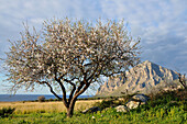 Mandelblüte am Monte Cofano, Monte Cofano, Trapani, Sizilien, Italien