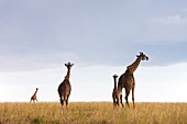 Masai Giraffes Giraffa camelopardalis tippelskirchi, Masai Mara National Reserve, Kenya