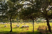 Sheep, Castelsardo, sardinia