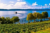 Vineyards, the medieval city of Meersburg on Lake Constance Bodensee, Baden-Württemberg, Germany
