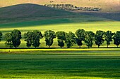 Poplar-lined country road, cornfield, steppe mountains, Dobruja, Romania