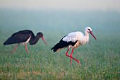 White Stork (Ciconia ciconia) and Black Stork (Ciconia nigra), meadow, foggy morning, sunrise, Bavaria, Germany