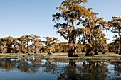 Baum, Caddo, Fluss, Herbst, Herbstfarbe, landschaft, Natur, See, Sumpf, Texas, USA, Wasser, S19-1377513, AGEFOTOSTOCK