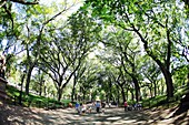 Elm trees, The mall, Central Park, Manhattan, New York, USA