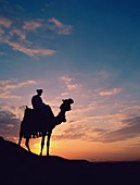 Africa, African, camel, Egypt, Egyptian, ride, ridi. Africa, African, Camel, Egypt, Egyptian, Holiday, Landmark, People, Ride, Riding, Silhouette, Sunrise, Sunset, Tourism, Travel