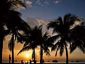 bay, Manila, Manila Bay, oceania, Pacific Islands, . Bay, Holiday, Islands, Landmark, Manila, Manila bay, Oceania, Pacific, Palm trees, Palms, Philippines, Asia, Silhouette, Sunset