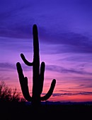 arid, Arizona, barren, cactus, desert, dry, plants, . America, Arid, Arizona, Barren, Cactus, Desert, Dry, Holiday, Landmark, Plants, Saguaro, Saguaro national park, Silhouette, Sout