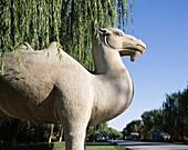 Beijing, China, Asia, Ming Dynasty, Ming Tombs, Sac. Asia, Beijing, Peking, Camel, China, Dynasty, Heritage, Holiday, Landmark, Ming, Ming tombs, Sacred way, Statue, Stone, Tourism