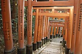 Fushimi Shrine, Honshu, Japan, Asia, Kyoto, Sacred. Asia, Fushimi, Holiday, Honshu, Japan, Kyoto, Landmark, Path, Sacred, Shrine, Torii, Tourism, Travel, Vacation