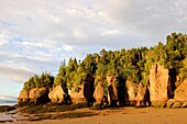 Flowerpot sea stacks with outgoing tide at Hopewell Rocks  The world´s highest tides  Bay of Fundy, New Brunswick, Canada