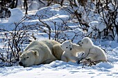 Polar bear mother Ursus maritimus with two 3 months old cubs playing  Coming out of the den in March  Wapusk National Park, Manitoba, Canada