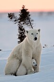 Polar bear mother Ursus maritimus with one 3 months old cubs, coming out of den in March  Wapusk National Park, Manitoba, Canada