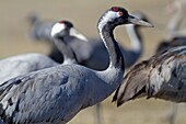 Spain, Aragon, Gallocanta lagoon, Crane  Grus grus, Order : Gruiformes, family : Gruidae