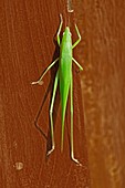 Green Grasshopper, Ruspolia nitidula