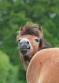 Gotland pony, Gotland Sweden.