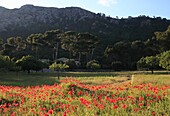 Piedra Mallorca Spain.