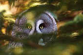 Great grey Owl Strix nebulosa Värland Sweden.