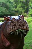 hippopotamus Kenya Africa.