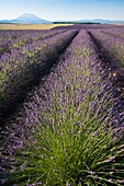 Rows of lavender on the Plateau de Valensole in Provence, France, Europe