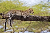 Leopard on tree