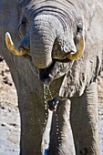 An african elephant (Loxodonta africana) drinking water at a waterhole in Botswana, Africa