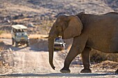 An african elephant is crossing the road in front of cars