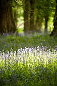 Bluebells in the forest of Muckross House, County Kerry, Ireland, Europe