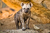 A spotted hyena cub (Crocuta crocuta) at its den, South Africa