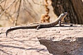 A monitor lizard (Varanus) soaking up the sun in the Kruger National Park, South Africa