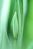Tulip bud hidden inside broad leaves  Tulip bud is very abstract form  Bud is ripening to bloom  Very close shot  Lines of the leaves and bud are interesting  Abstract