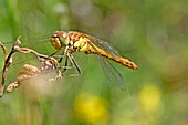 Common Darter, Sympetrum striolatum Female clings to a dead weed  Facing camera