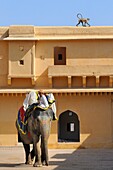 India, Rajasthan, Amber Palace, Jaleb courtyard, Mahout and elephant