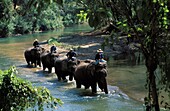 ELEPHANTS, MAE PING RIVER, CHIANG MAI REGION, THAILAND