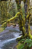River winds through rainforest and moss covered trees