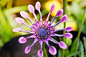 Purple Gazania hybrid or African daisy  Family: Asteraceae, Genus: Gazania  South Africa