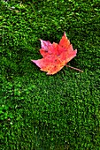 Red maple leaf on a bed of green moss