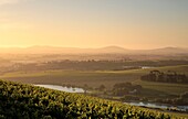 View over Vines, Cape Winelands, South Africa