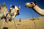 camels at Giza, Cairo, Egypt, Africa