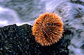 Sea urchin in Isla Isabela  Islas Galapagos  Ecuador