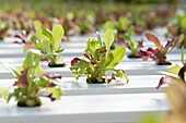 Greenhouse of Hydroponic Lettuce seedlings