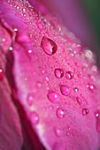 Dew on tulip flower Tulipa hybr