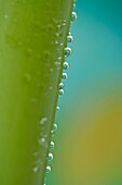 Droplets in amarillis stem Hippeastrum hybr