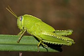 Egyptian grasshopper nymph Anacridium aegyptium