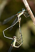 Western Willow Spreadwing or Willow Emerald Damselfly Lestes viridis mating