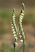 Autumn Lady´s-tresses Orchid Spiranthes spiralis
