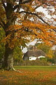Thatched Cottage at Swan Green in Autumn in the New Forest Hampshire