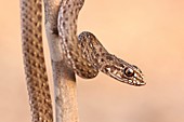 juvenile Montpellier snake Malpolon monspessulanus is very common throughout the Mediterranean basin  It can reach up to 2 00 metres long and may weigh up to 1 5 kilograms  This snake is active during the day and mainly feeds on lizards
