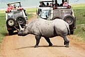 Tanzania, Tourist safari jeeps wait, as a Rhinoceros crosses the road