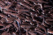 Striped eel catfish  Shoal of striped catfish Plotosus lineatus  These fish inhabit the tropical waters of the Indo-Pacific region  Unlike most catfish they are not tolerant of fresh water, and rarely if ever enter rivers  They may reach a length of up to