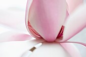 Exquisite Magnolia Campbellii Alba Pink Bloom, Contrasting Strength with Gentleness